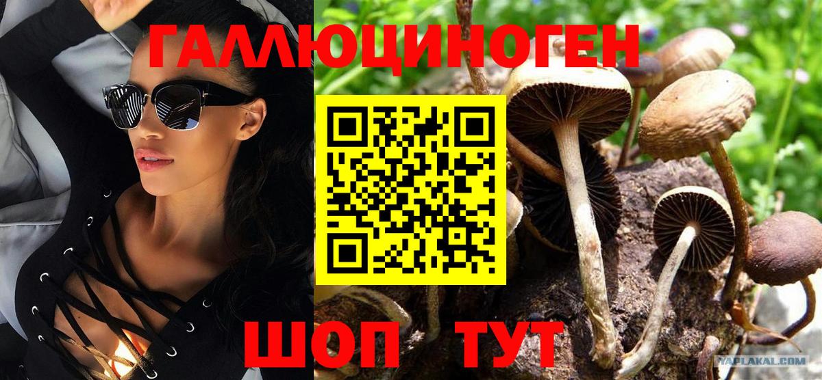 Галлюциногенные грибы Psilocybine cubensis Новокубанск
